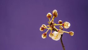 Beautiful Spring apricot tree blossom opening timelapse. Blooming natural floral backdrop on purple. 4K UHD video