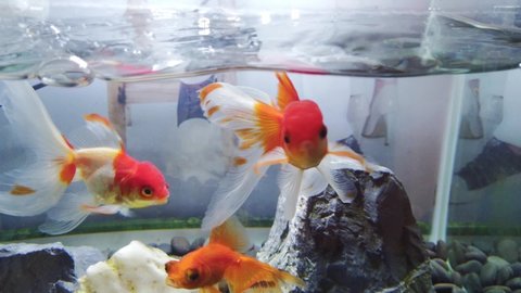 Goldfish are swimming happily in the aquarium.Beautiful fish.Beautiful fish tail.
Pet fishes swimming inside aquarium.Aquarium fish in glass tank