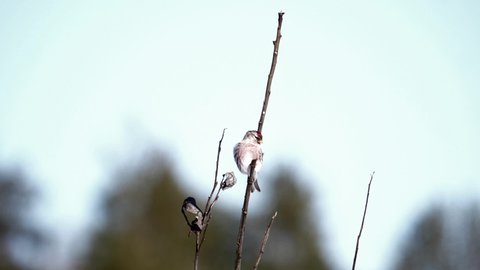 Goldfinch releases from a tree branch to hop down.