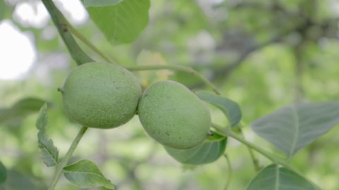 Green raw ripe walnuts on a branch in a green shell. Walnut fruits. Walnut is a nut of any tree of the genus Juglans Family Juglandaceae, Juglans regia.