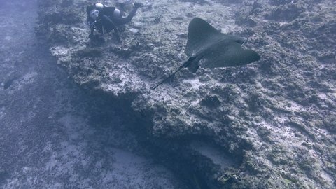 Underwater scene - Eagle rays swimming in a Maldives reef