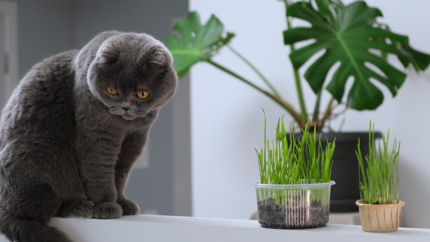 Scottish fold cat portrait on white background with green monstera indoor plant British shorthair grey domestic cat eats green oat grass sprouts grown in flowerpot Vegetarian food for cat with vitamin Royalty-Free Stock Footage #1088711173