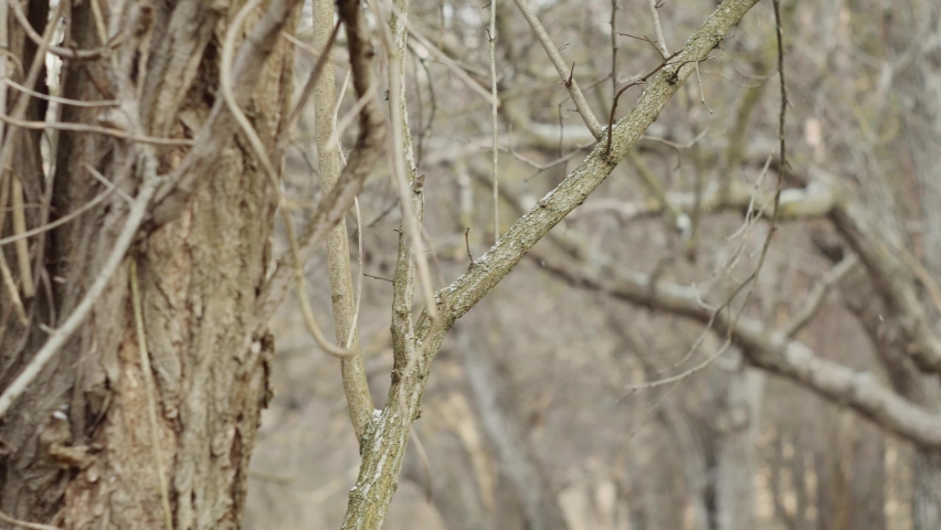 laptop standing on a stump in the forest against the background of branches.