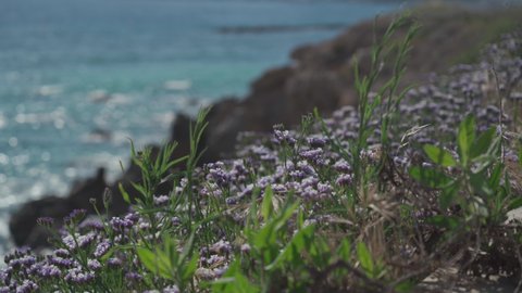Limonium sinuatum winged mediterranean sea lavender growing wild in Cyprus seashore. Wonderful coastline in Paphos, Cyprus with purple flowers in May. Wildflowers purple on the rocky coast in paphos.