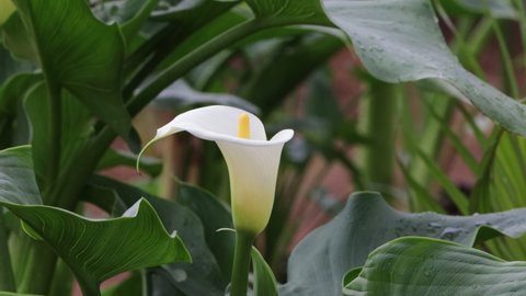 Beautiful calla lily flowers in the garden
