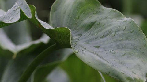 Leaves of calla lily flower in garden