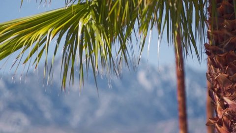 Rack focus Tropical coconut palm leaf reveals rocky mountains at distance in Palm Springs, city in the Sonoran Desert of southern California