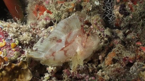 White Leaf Scorpionfish on colorful coral reef