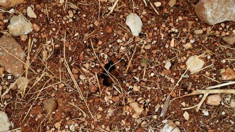 Ants entering and leaving an anthill