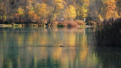 Wide Slow Motion Drone Tracking Shot Of Eurasian Coot, Fulica Atra, In Klammsee Reservoir In Autumn, Kaprun, Salzburg, Austria