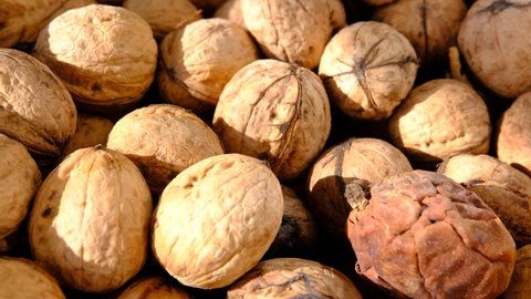walnut and a walnut in rind walnut closeup shot, side slide of walnuts under sunlight.