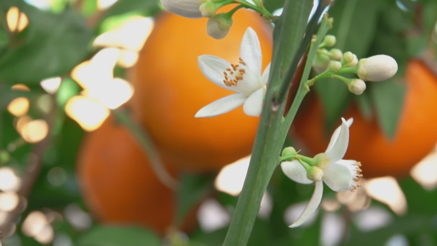 White orange fragrant flower is blooming on the branch of the green citrus tree Royalty-Free Stock Footage #1088716013