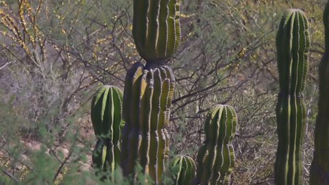 Cactus Landscape in Baja California, Mexico. Aerial View