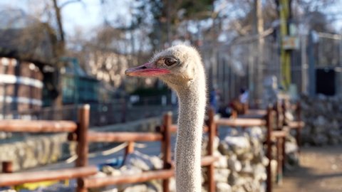3 a beautiful female ostrich with a long neck observes the surroundings