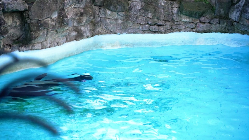 2 the seal dives underwater in the pool