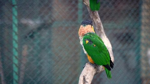 3 a green parrot stands on a branch