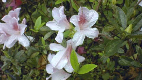 white rhododendron flower blossom blowing in the wind in raining day with drops