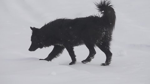 The stray dog is happy about the snow. The dog runs in the snow, digs in the snow, wallows in the snow. Super slow motion 1000 fps.