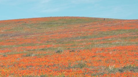 Lone man in the distance hiking through a field of California poppies
