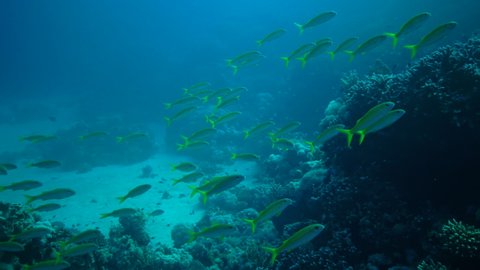Yellowfin goatfish (Mulloides vanicolensis), flock of fish feeding near coral reef, Red Sea