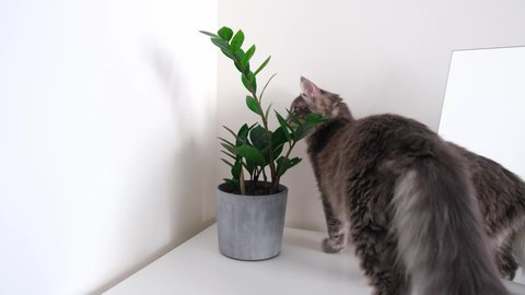 Gray cat on a white background eats a green flower in a pot. Plants and pets at home.