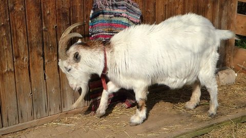 White goat with long horns and goatee scrapes and paws its hooves across a wooden floor.