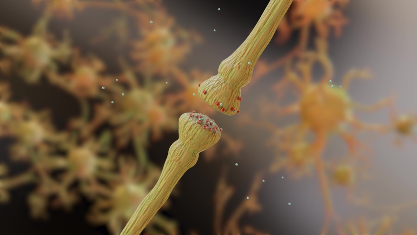 neurotransmitter release mechanisms. Neurotransmitters are packaged into synaptic vesicles transmit signals from a neuron to a target cell across a synapse. opioids, Acetylcholine release, 3d render Royalty-Free Stock Footage #1088718239