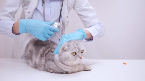 cat veterinarian checkup Vetelinar examines a domestic thoroughbred cat, Scottish Fold. Domestic cat vaccination. Treatment of animals. They give an injection to a pet from rabies. Sick cat. 