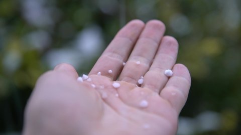 It's graupeling. Round firm snowflakes (graupel, powder snow) melt on hand. Сlose-up. Meteorology. Snow of change of seasons and sudden temperature and humidity changes (changeable weather)