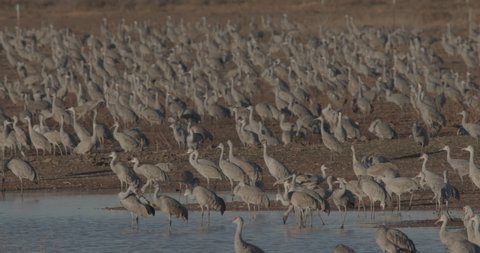 Whitewater Draw Wildlife Management Area Arizona Flock Cranes Standing Roosting