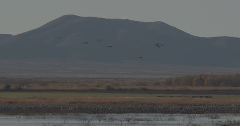 Sandhill Crane Flocks Cranes Standing Flying Leaving at Dusk Twilight Evening