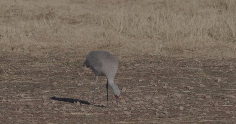 Sandhill Crane Pair Cranes Foraging Looking For Food Probing in Mud Shore