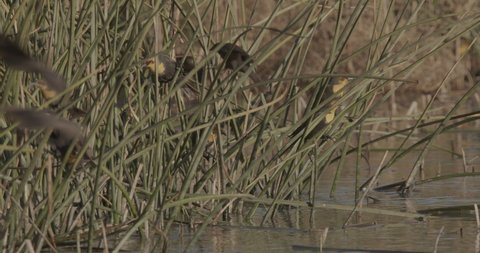 Yellow-headed Blackbird Flock Blackbirds Roosting Resting in Marsh Rushes