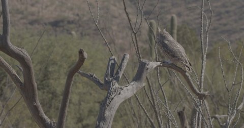 Great Horned Owl Perched Looking Around On Snag in Sonoran Desert