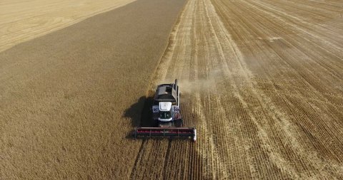 Combine harvester working, finishing the line on agricultural field of wheat, harvesting season is in the Russia