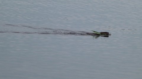 Muskrat, Ondatra zibethicus a semiaquatic rodent swimming on lake, carrying grass in mouth. Wildlife animals watching