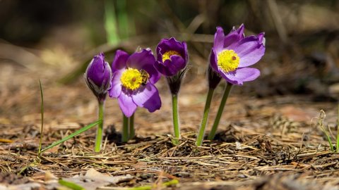 Beautiful pasque flowers bloom in forest in morning sunlight. Bee flies over flowers. Growing Flowers Time Lapse.