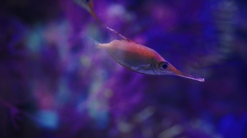 Longspine snipefish swimming under neon illumination