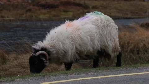 A single woolly sheep grazes beside the road in Gap of Dunloe in Ireland's Killarney National Park. Irish road trip, nature, profile, wildlife, road crossing, stormy skies, europe trip, countryside.