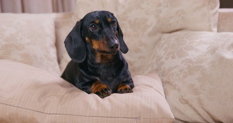 Cute restless dachshund puppy is lying on pillow on sofa and nervously licking its lips, looking around. Pet was left alone at home for the first time. Dog is afraid of what is happening around