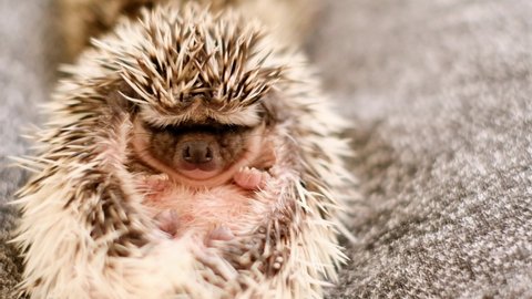 Cute hedgehog portrait . African pygmy hedgehog lies on his back on a gray material background.prickly pet. Small hedgehog. 4k footage