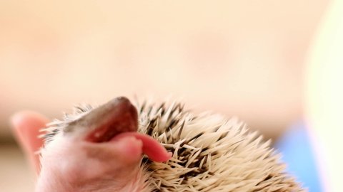 Baby hedgehog.drooling hedgehog. Small hedgehog in hand close-up on a blurred light background.Pets. 4k footage