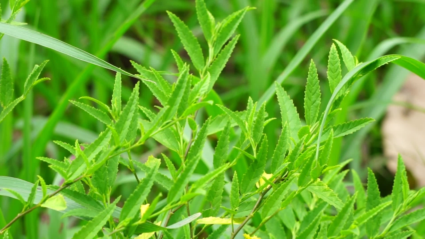 Sida acuta (aslo called common wireweed, sidaguri,sidogori) with natural background. This plant species of flowering plant in the mallow family, Malvaceae. Sida acuta is considered an invasive species Royalty-Free Stock Footage #1088729415