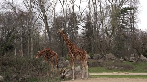 Giraffes in zoo park, long-necked animals eating leaves, Safari in Africa