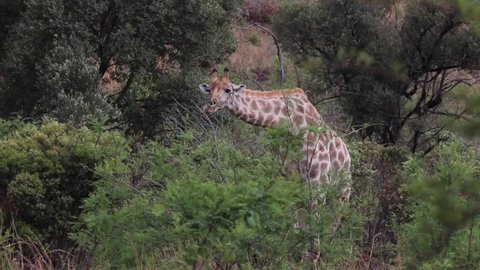 Giraffe eating leaves off a bush in the wild in South Africa