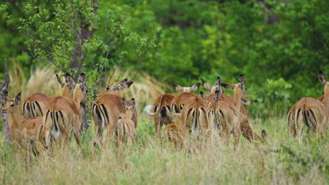 Herd Of Impala Wagging Their Tails In Grassland Of Moremi Game Reserve In Botswana. - wide shot