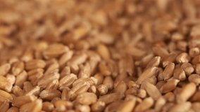 Rotation of wheat close-up. The fall. Lots of grains. Slow motion video. Super macro. A crop of cereals.