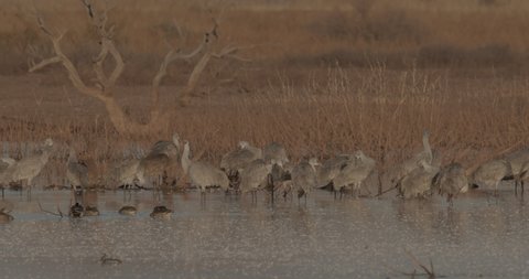 Cranes Grooming Cleaning Preening at Dawn Morning in Wetland Marsh