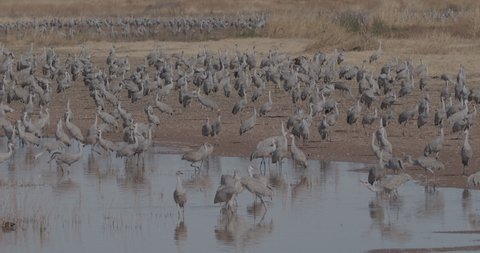 Cranes Roosting Resting on Wetland Shore in Slow Motion