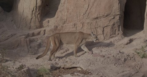 Mountain Lion aka Cougar Walking Leaving Disappearing Hiding in Cave Hole